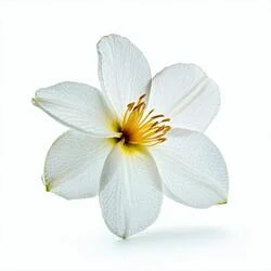 یاسمن